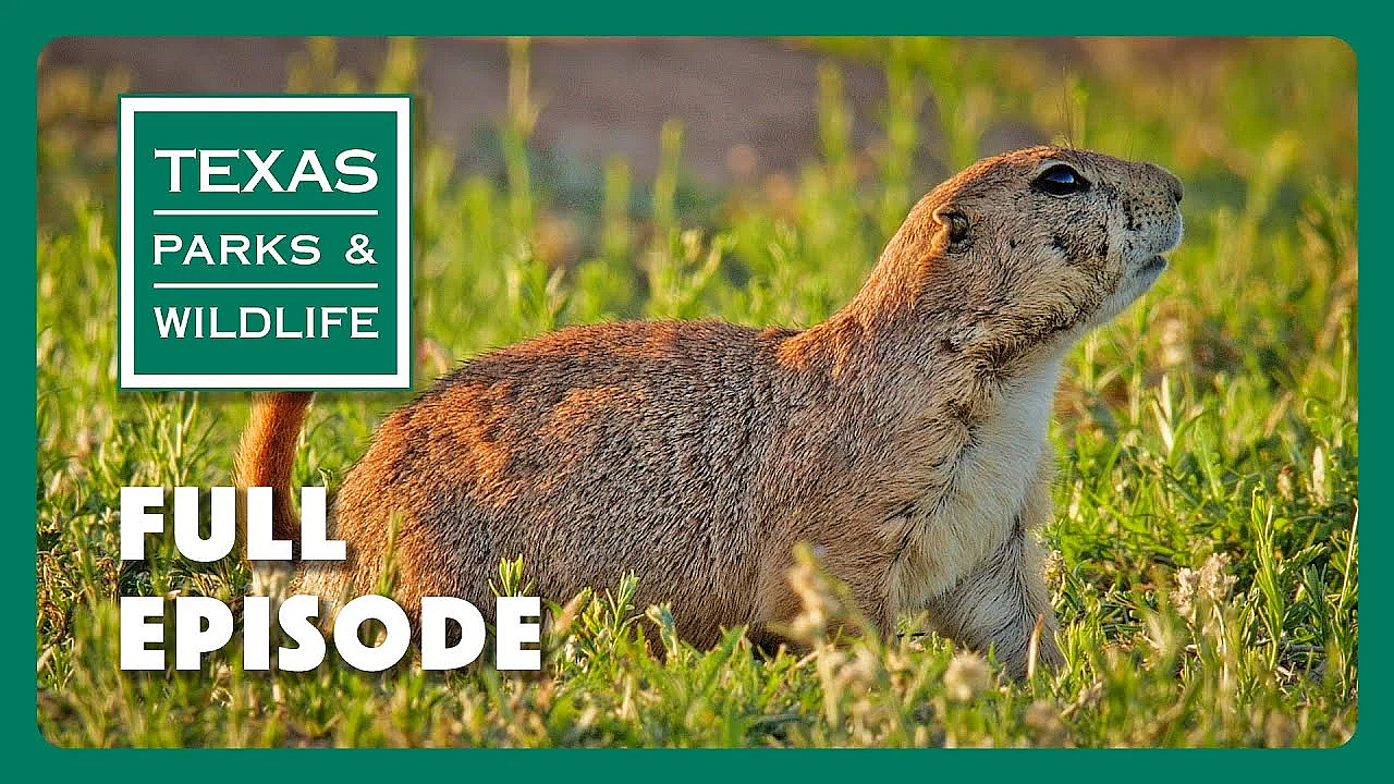 Pbs Show - Preserving Honey Creek, Helping Bats &amp; Prairie Dog Ranch