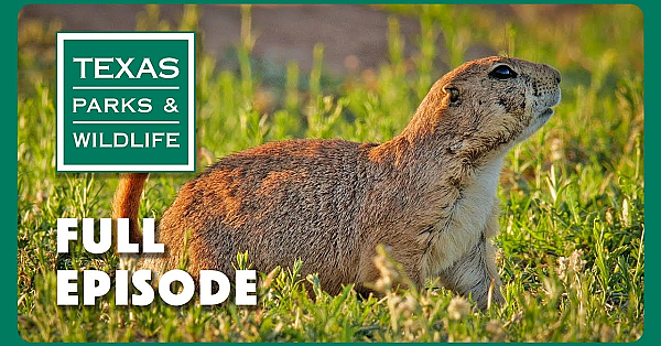 Pbs Show - Preserving Honey Creek, Helping Bats &amp; Prairie Dog Ranch