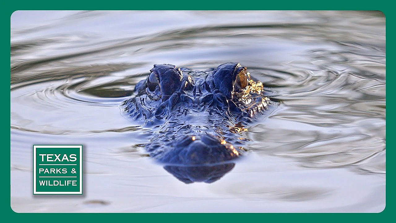 Tpw Trailer - Episode 22, Season 40