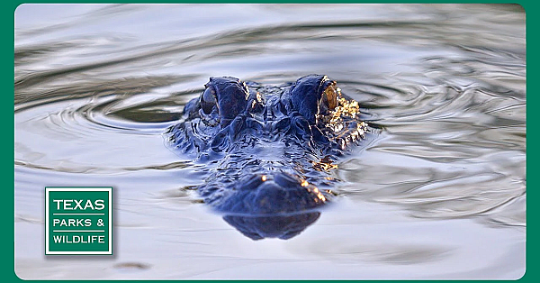 Tpw Trailer - Episode 22, Season 40