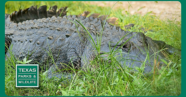 Pbs Trailer - Gator Guardians, Hunting Las Palomas &amp; Mattox Prairie