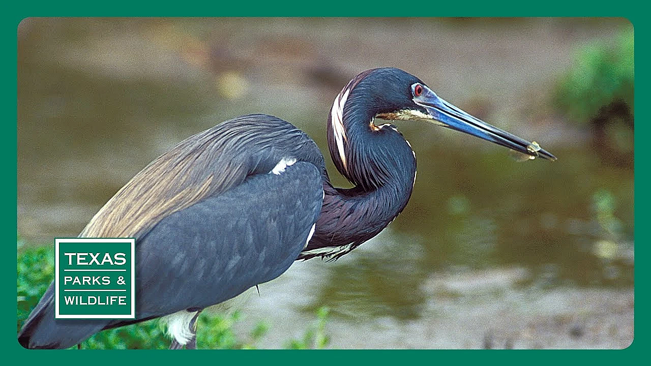 Pbs Trailer - Bird Migration, Fishing For Drum &amp; Saving Baffin Bay