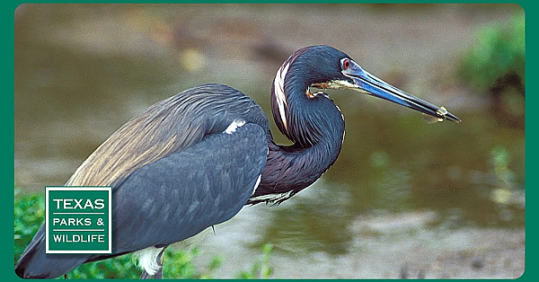 Pbs Trailer - Bird Migration, Fishing For Drum &amp; Saving Baffin Bay