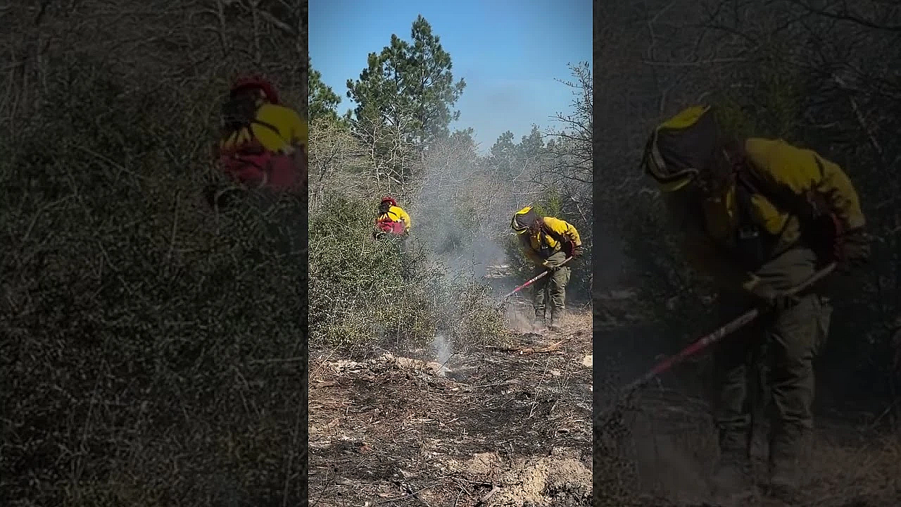 Bastrop State Park #springpinefire