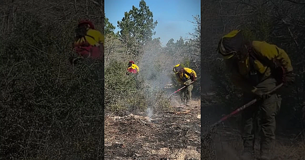 Bastrop State Park #springpinefire