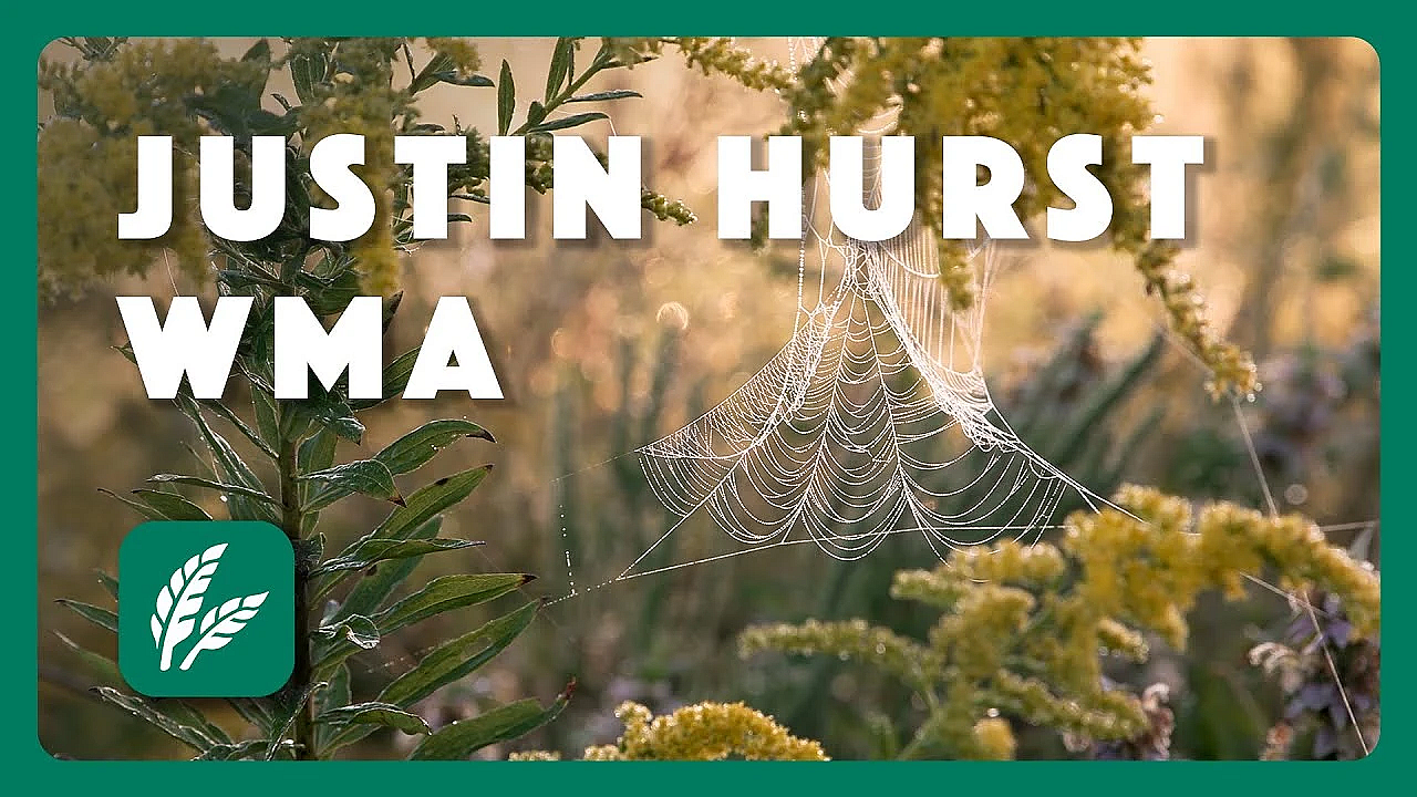 Morning At Justin Hurst Wma - Postcard From Texas