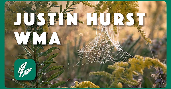 Morning At Justin Hurst Wma - Postcard From Texas
