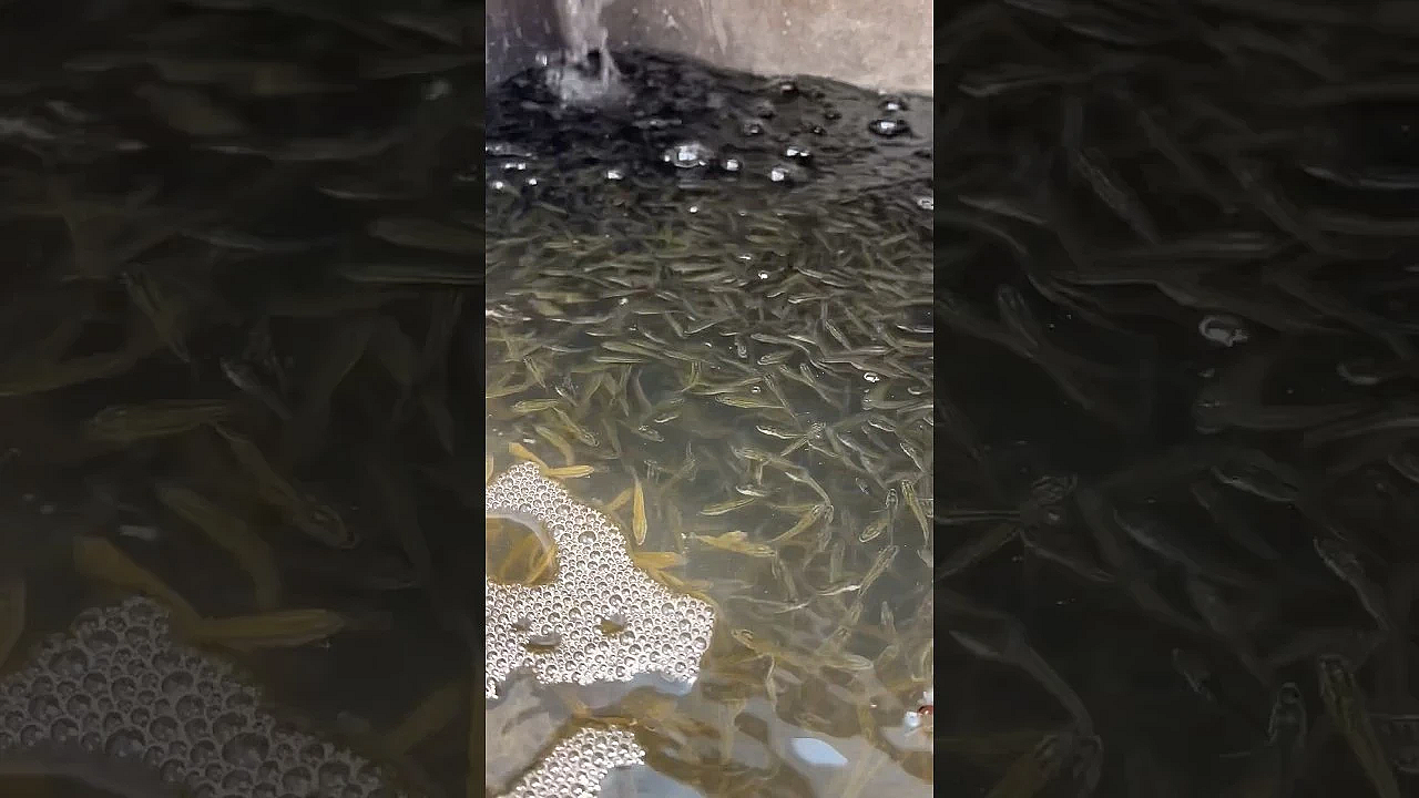 Which One Will Be The Next Hawg? #fishing