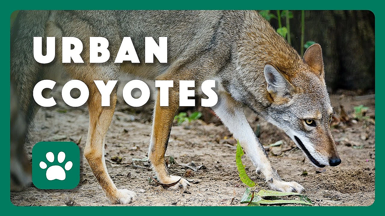 Are Coyotes Dangerous? - Tips From A Wildlife Biologist