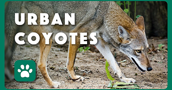 Are Coyotes Dangerous? - Tips From A Wildlife Biologist