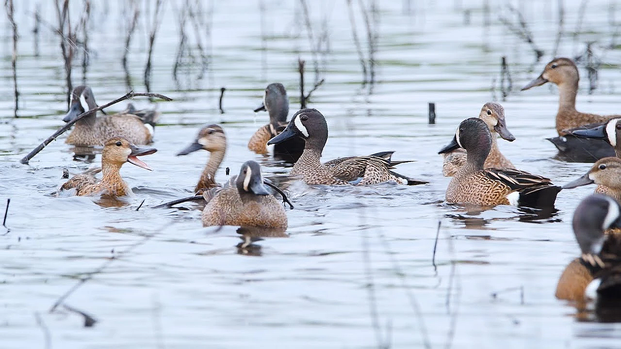 Pbs Show - Oystering Life, Duck Ranch &amp; River Keeper - #3013