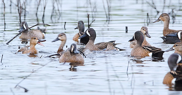 Pbs Show - Oystering Life, Duck Ranch &amp; River Keeper - #3013