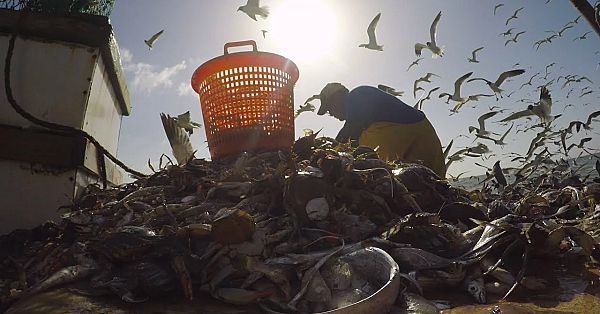 Pbs Preview - Shrimping Life, Brazos Bend, Big-eared Bats