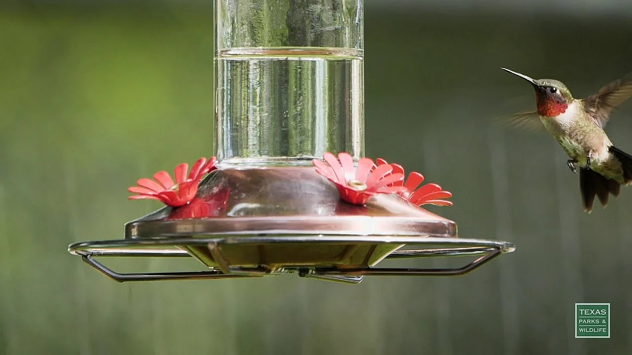 Hummingbirds At My Feeder - Postcard From Texas