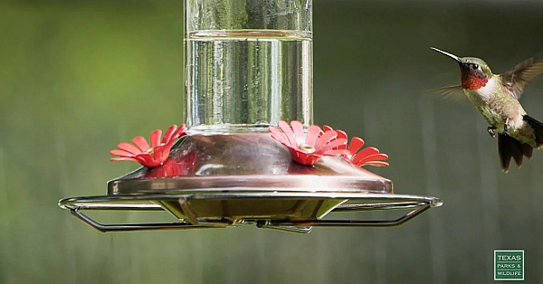 Hummingbirds At My Feeder - Postcard From Texas