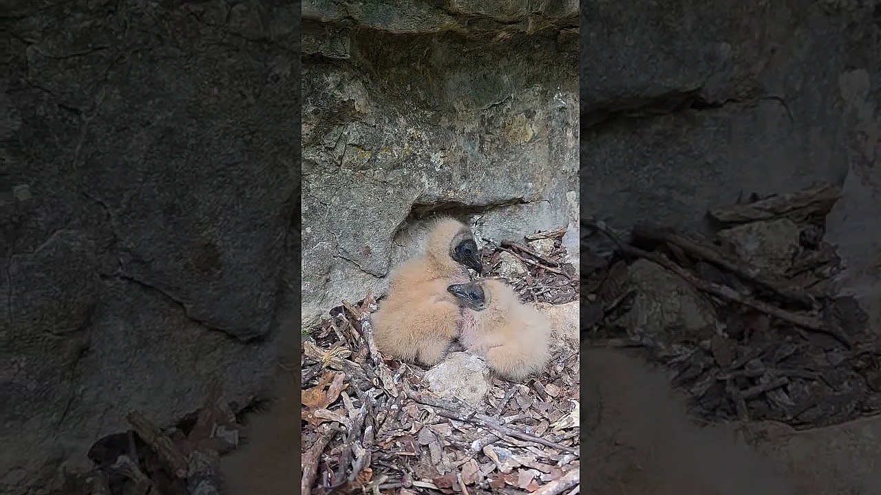 Baby Vultures
