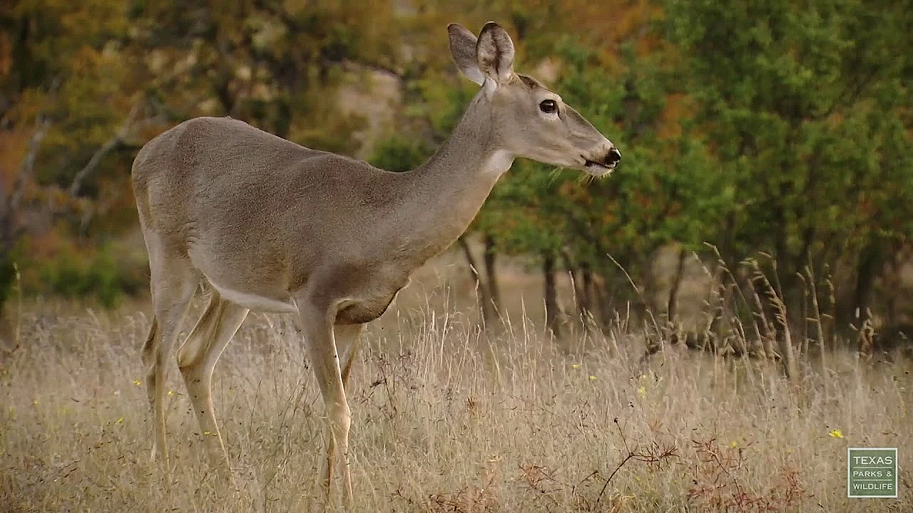 Postcard From Texas: Mills County Deer