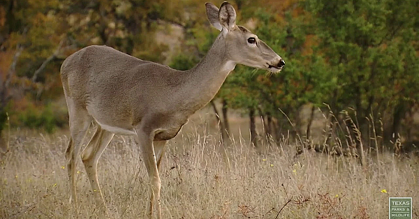 Postcard From Texas: Mills County Deer