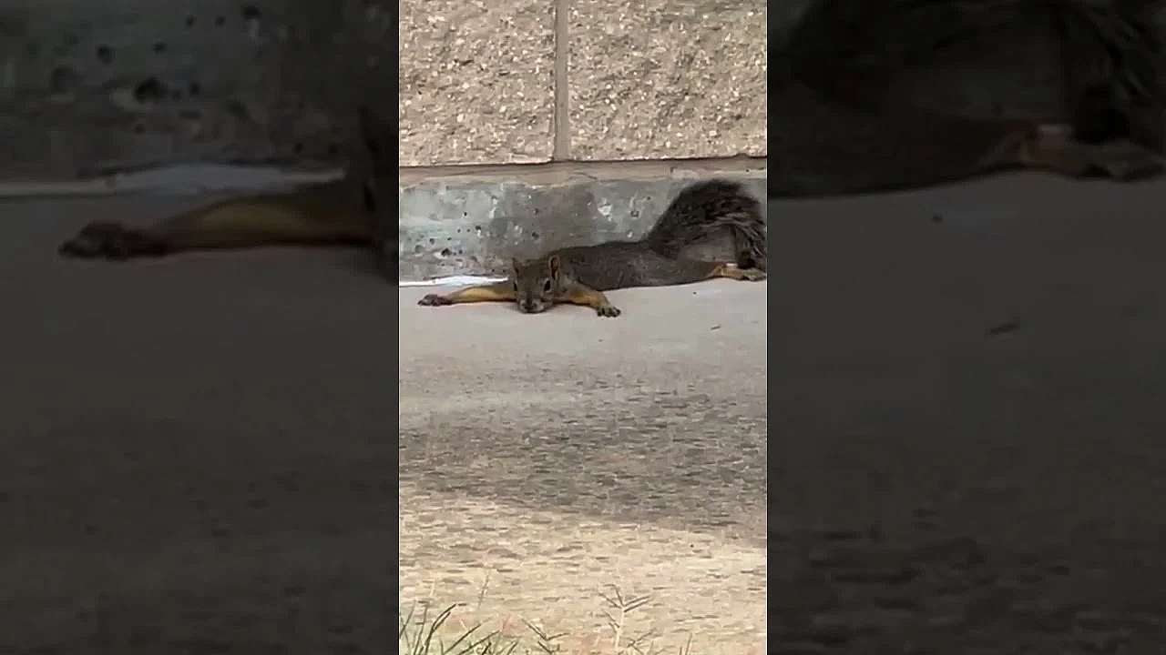 Anyone Else Splooting This Summer?