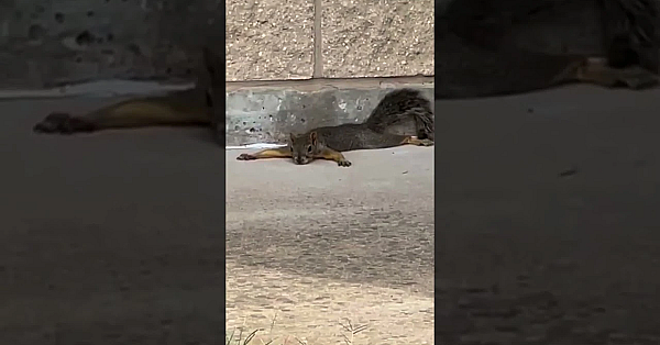 Anyone Else Splooting This Summer?