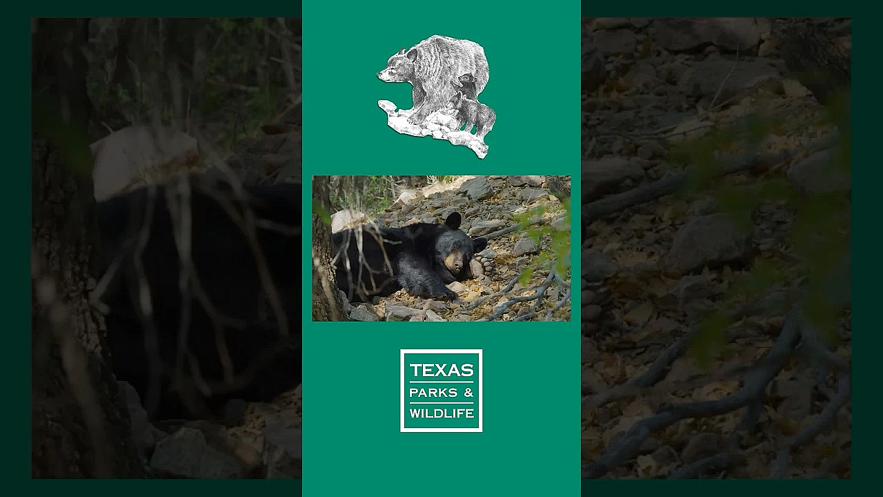 6 Bear Tips To Know #texas #blackbear