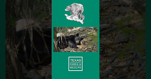 6 Bear Tips To Know #texas #blackbear