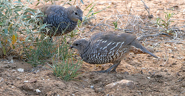Pbs Show - San Pedro Ranch, Rainbow Trout, Quail Of Texas - #3006