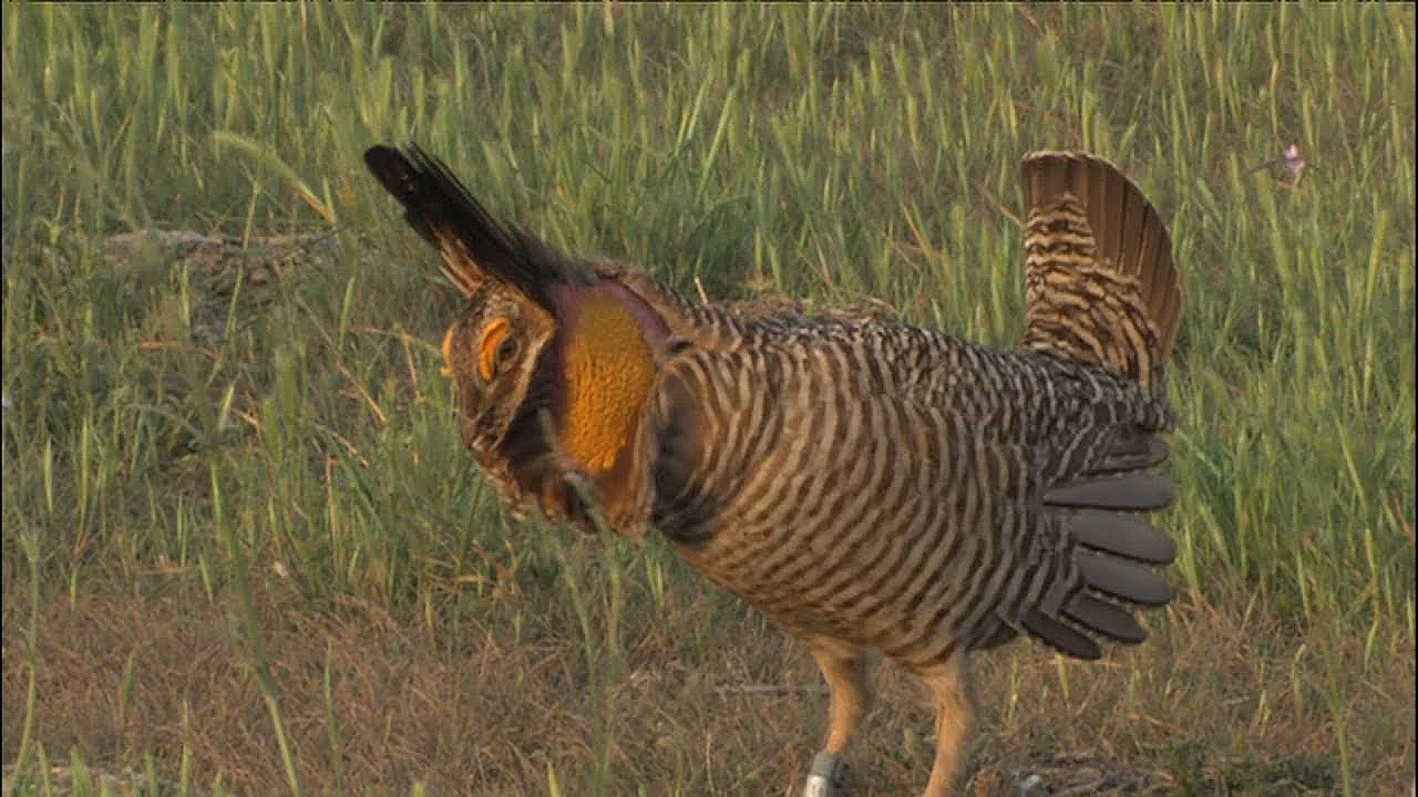 Pbs Show - Attwater’s Last Dance, Coast Conservator, Tent Revival, #2810