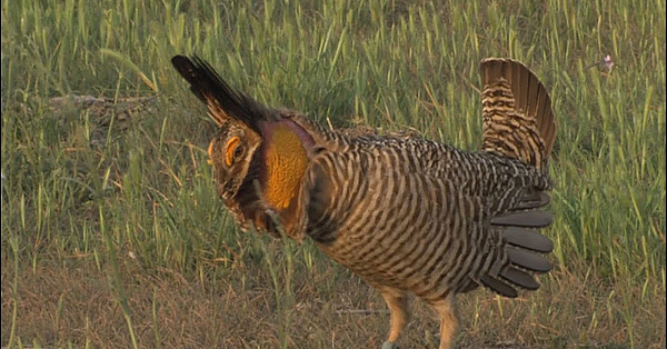 Pbs Show - Attwater’s Last Dance, Coast Conservator, Tent Revival, #2810