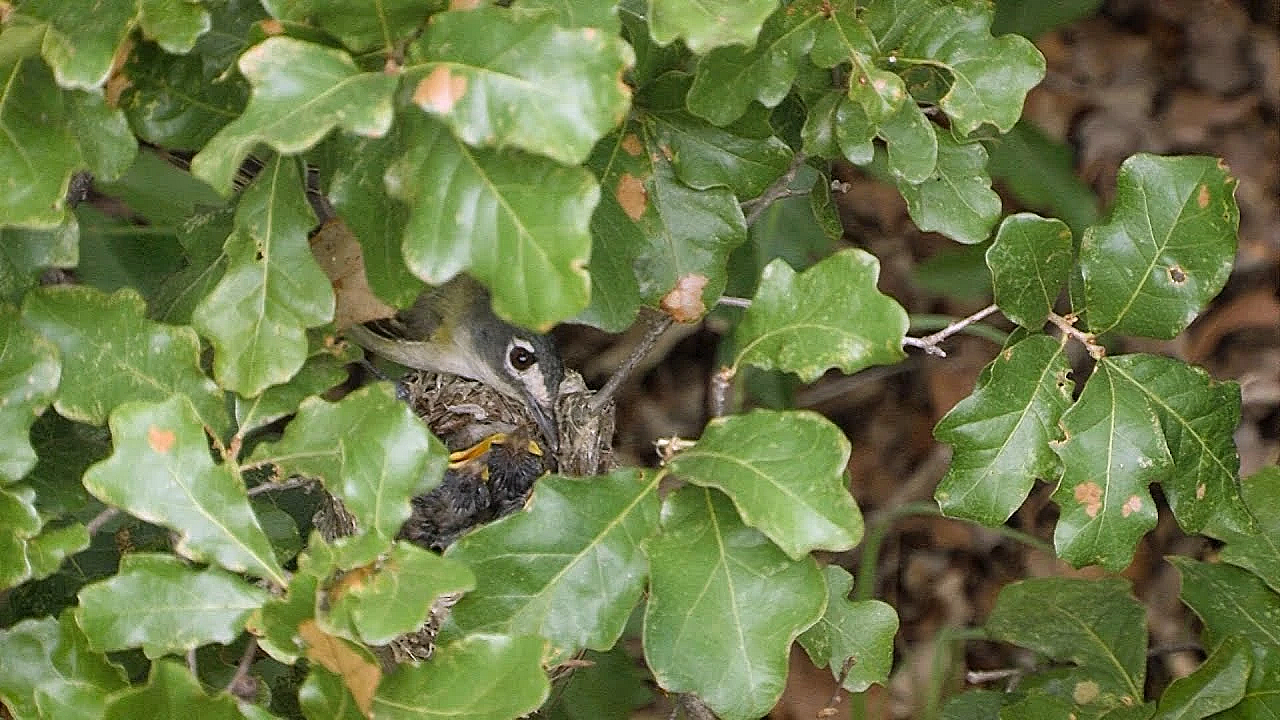 Pbs Show January 27-february 2, 2019, #2716