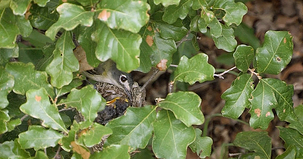 Pbs Show January 27-february 2, 2019, #2716