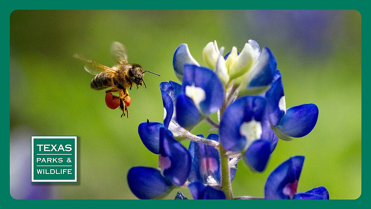 Pbs Preview- Feral Pig Cookoff, Quail Ranch &amp; Kickapoo Cavern