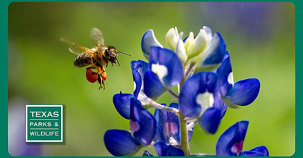 Pbs Preview- Feral Pig Cookoff, Quail Ranch &amp; Kickapoo Cavern