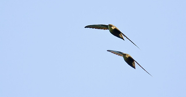 Pbs Show March 31- April 6, 2019, #2725