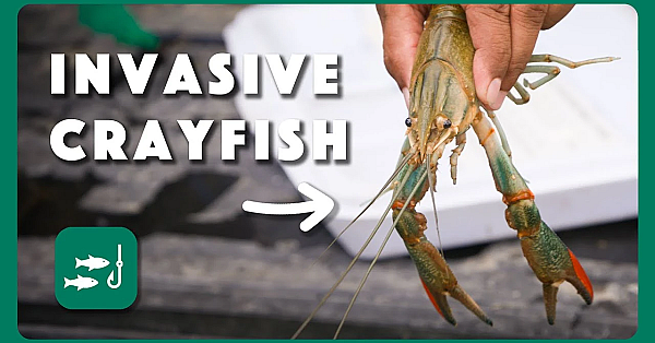 Crayfish Concerns