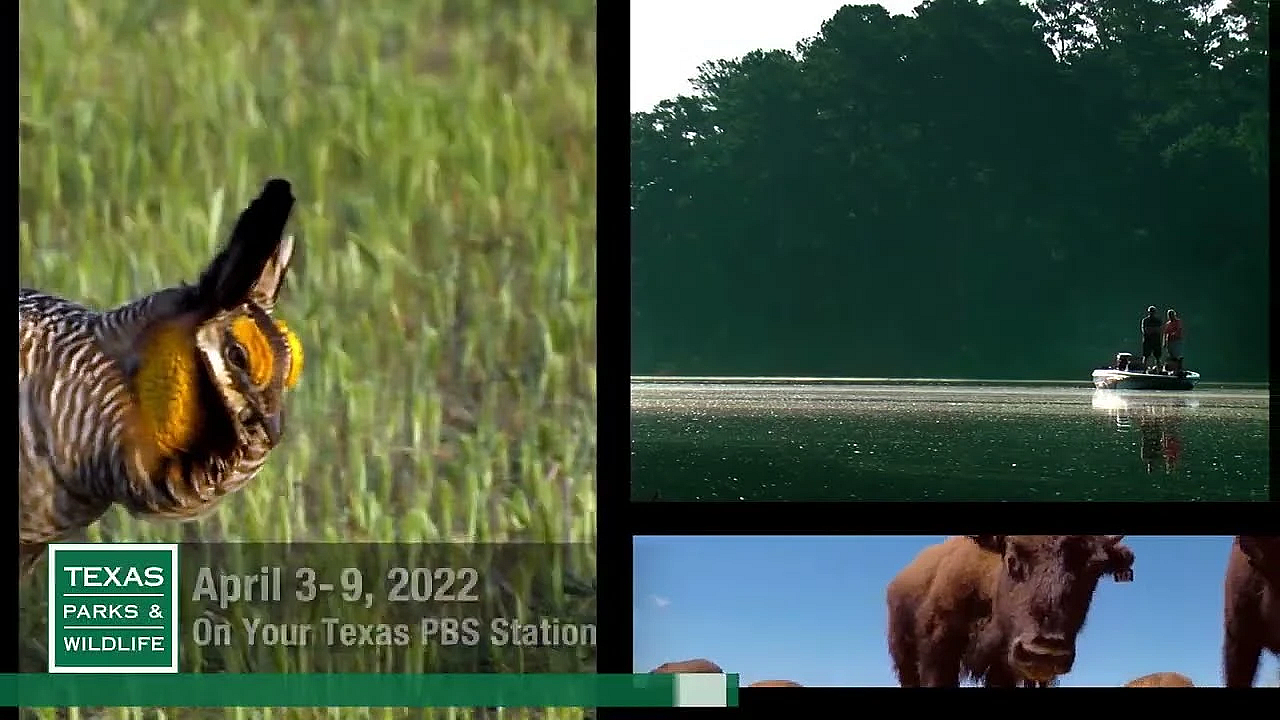 Pbs Preview - Camera Trap, Mountain Trail-builder &amp; Bears Go Home