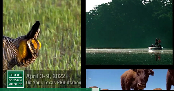 Pbs Preview - Camera Trap, Mountain Trail-builder &amp; Bears Go Home