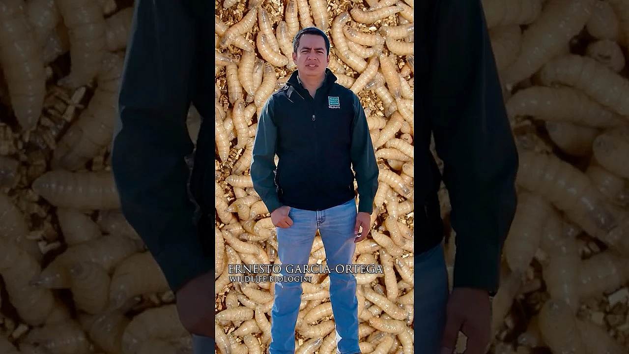 Gusano Barrenador Del Ganado #tejas