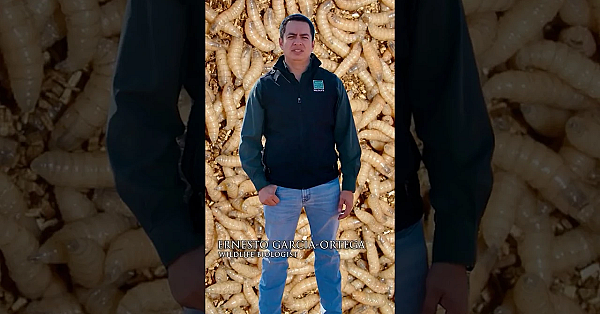 Gusano Barrenador Del Ganado #tejas