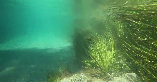 Postcard From Texas: The San Marcos River