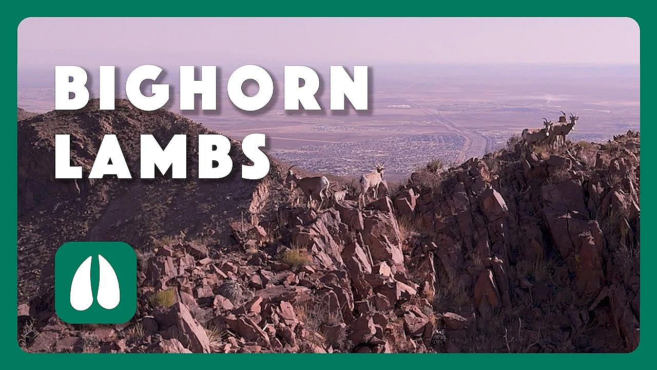 Bighorn Lambs