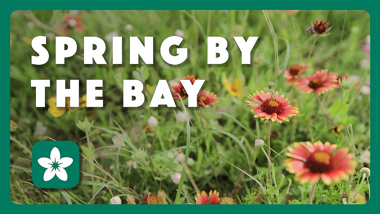Spring By The Bay - Postcard From Texas