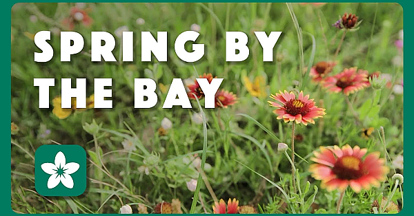 Spring By The Bay - Postcard From Texas