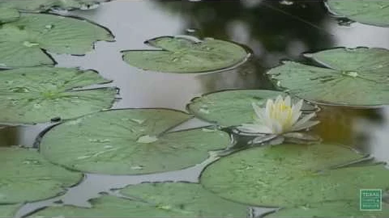 Along The Nueces River - Postcard From Texas