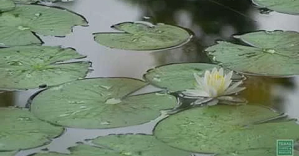Along The Nueces River - Postcard From Texas