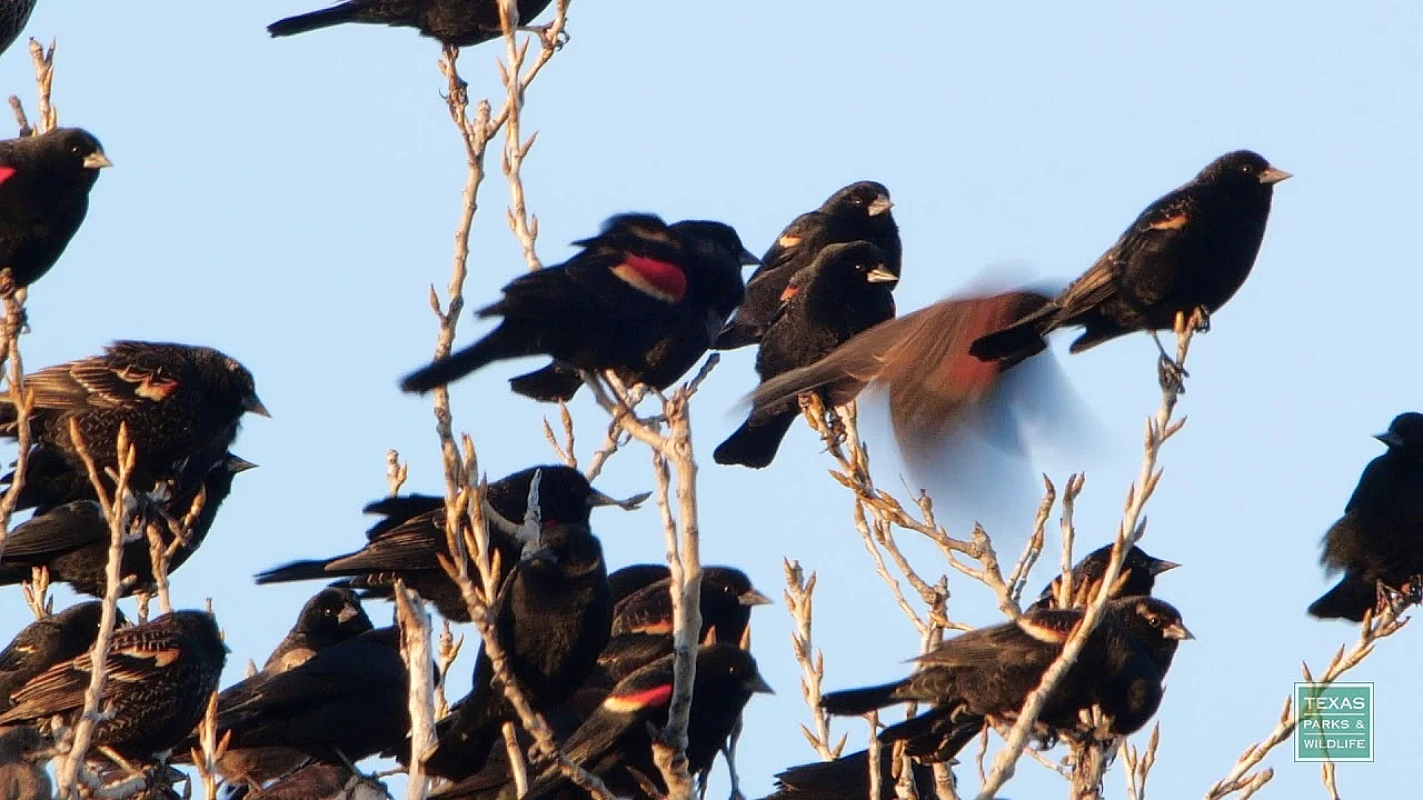 Bedtime For Birdies - Postcard From Texas