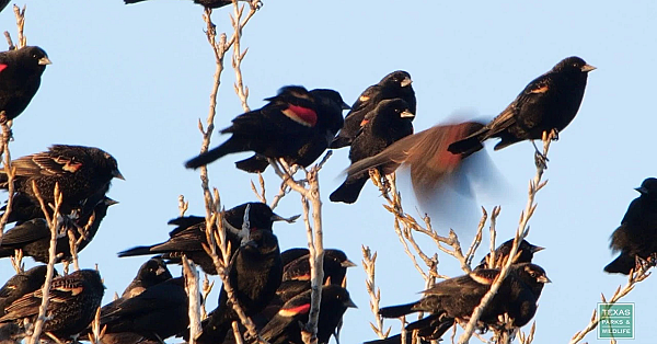 Bedtime For Birdies - Postcard From Texas