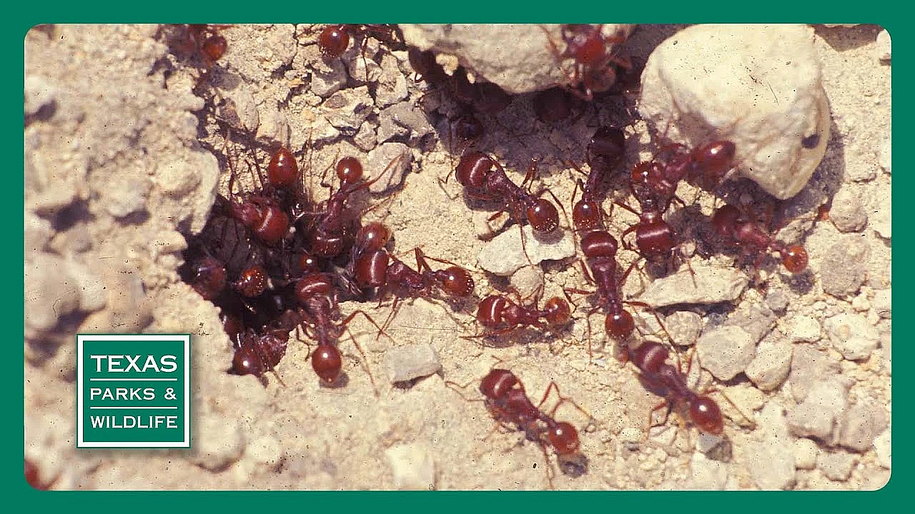 Pbs Trailer - Crazy Ants, White Bass Fishing, Freshwater’s Future