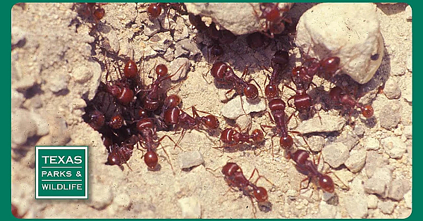 Pbs Trailer - Crazy Ants, White Bass Fishing, Freshwater’s Future