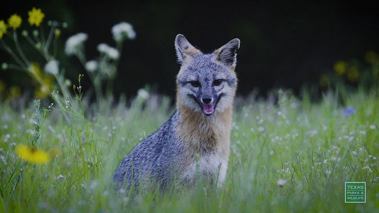 Fox And Flowers - Postcard From Texas